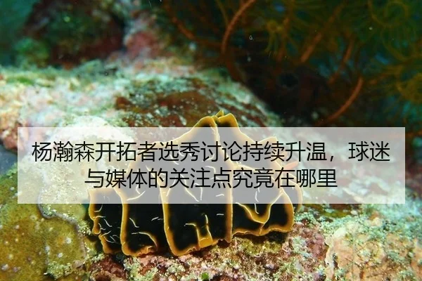 杨瀚森开拓者选秀讨论持续升温，球迷与媒体的关注点究竟在哪里